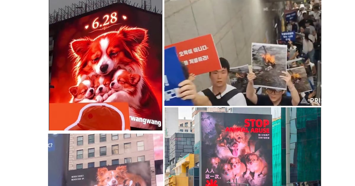 一只流浪狗之死 为何引发公众愤怒和压制