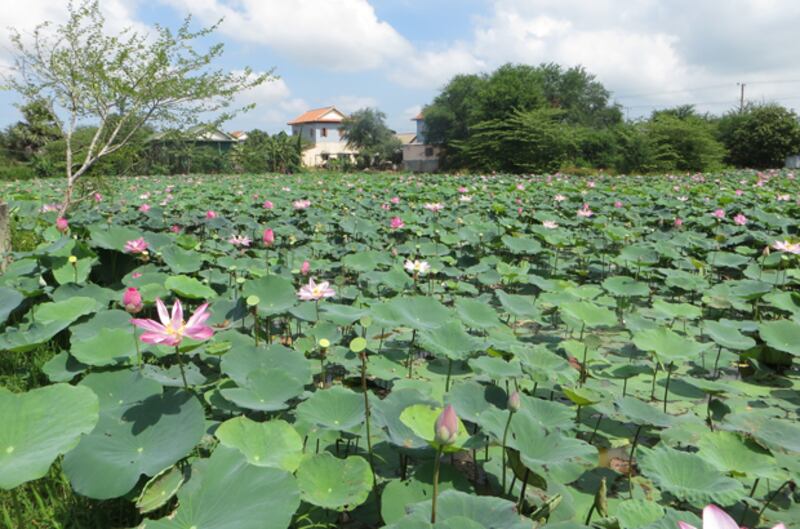 ឈូក​ដាំ​ក្នុង​ស្រែ​ដើម្បី​យក​គ្រាប់​លក់​របស់​ប្រជា​កសិករ​នៅ​ភូមិ​ព្រៃចាស់ ឃុំ​វិហារសួគ៌ ស្រុក​ខ្សាច់កណ្ដាល ខេត្ត​កណ្តាល។ រូបថត​ថ្ងៃ​ទី​១ ខែ​វិច្ឆិកា ឆ្នាំ​២០១៥ 