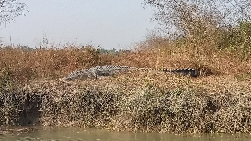 ENG_BUR_CrocSpread_08102023.2.jpg