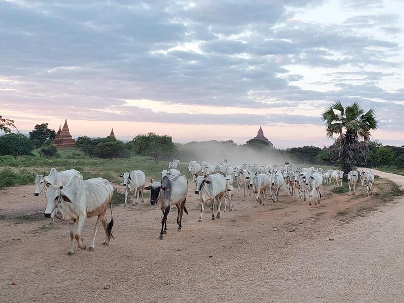 ပုဂံရှေးဟောင်းနယ်မြေတွင် နွားကျောင်းနေသူတချို့အား ၂၀၂၃ ခုနှစ် ဖေဖော်ဝါရီလ ၇ ရက်နေ့က တွေ့ရစဉ်။ (Photo: RFA)