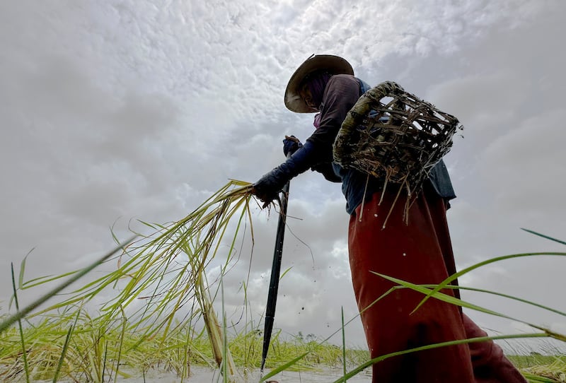 ရန်ကုန်တိုင်း ဒလမြို့နယ်က လယ်သူမတစ်ဦး လယ်ယာလုပ်ငန်းခွင် ဝင်ရောက်လုပ်ကိုင်နေတာကို ၂၀၂၃ ခုနှစ် ဩဂုတ်လက တွေ့ရစဉ်။ (Photo : RFA)