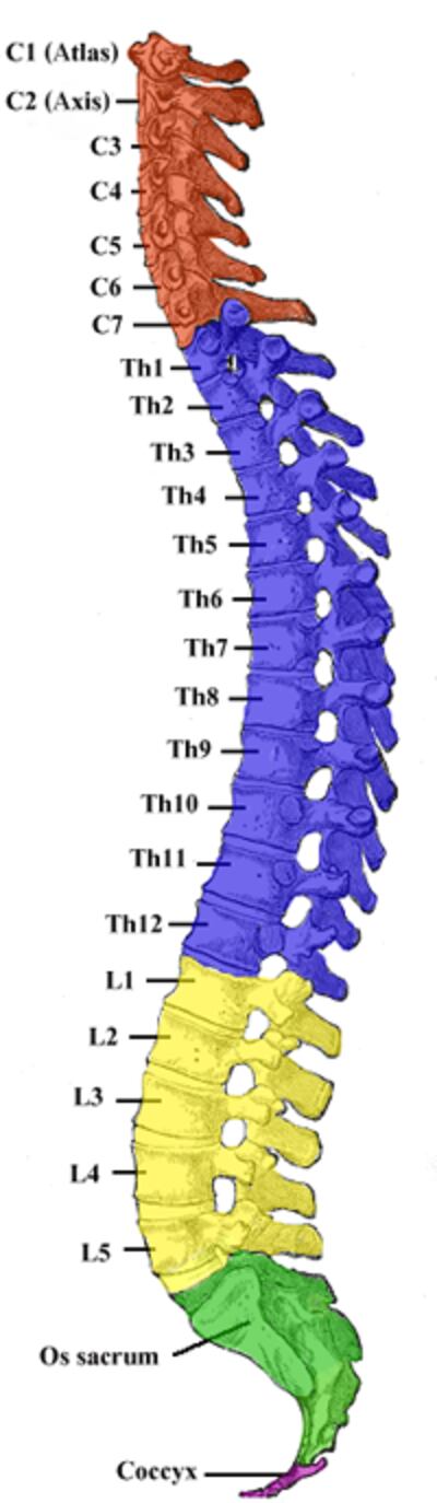 SpinalCord200.png