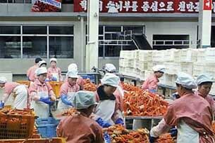 북한 나선경제무역구 내 수산물 가공공장의 모습.