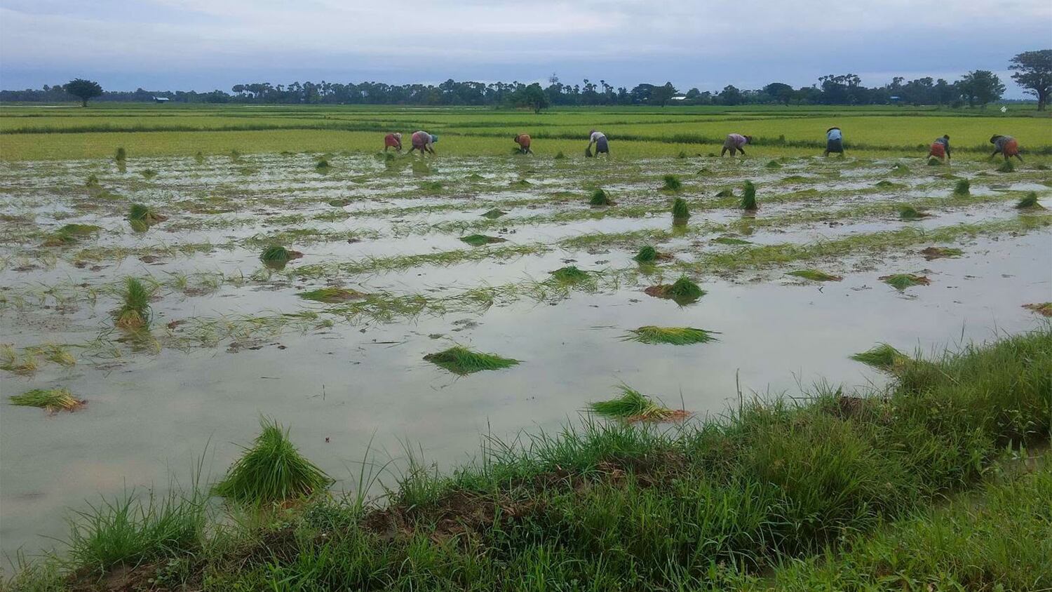 ဒီပဲယင်းမှာ ရေကြီးရေလျှံမှုကြောင့် ကောက်စိုက်သမ ၆ ဦး ရေစီးနဲ့မျောပါသေဆုံး
