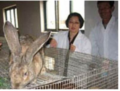 rabbit_200
