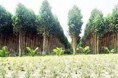 Rừng Bạch Đàn tại công ty InnovGreen. Photo courtesy of InnovGreen.