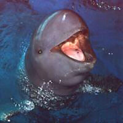 irrawaddy-dolphin_200px.jpg