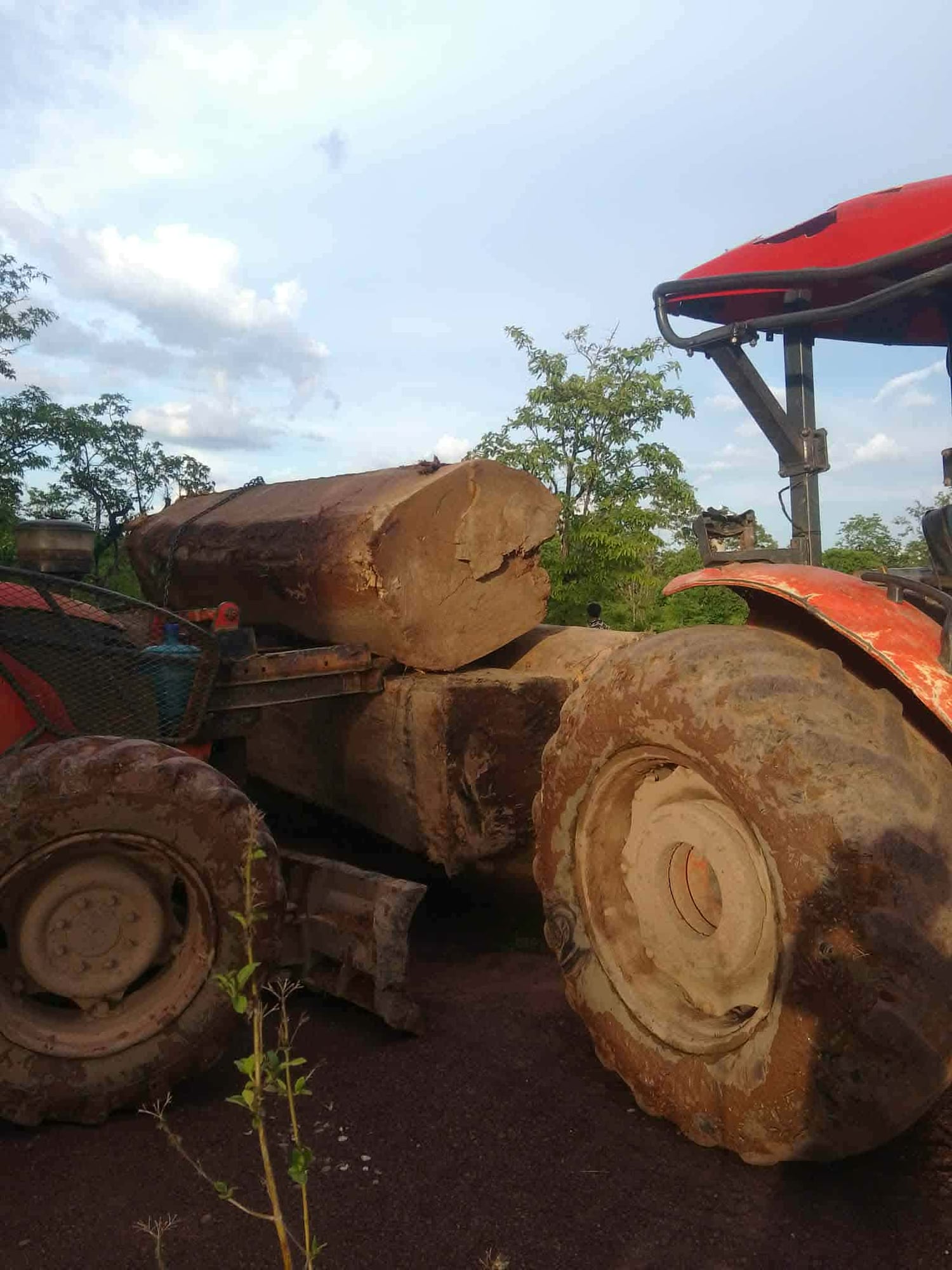 ໄມ້ເຖື່ອນເມືອງຕຸ້ມລານ ສົ່ງອອກຂາຍ ຫວຽດນາມ