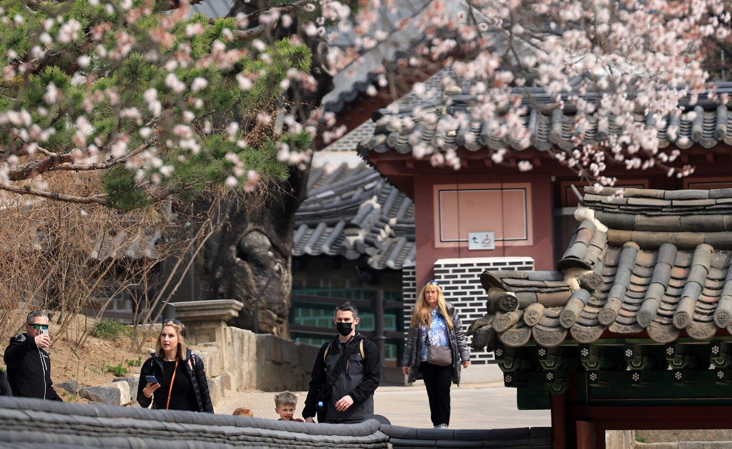 지난 28일 서울 덕수궁을 찾은 미국인 관광객 가족들이 살구꽃이 핀 궁궐을 거닐며 봄을 만끽하고 있다.