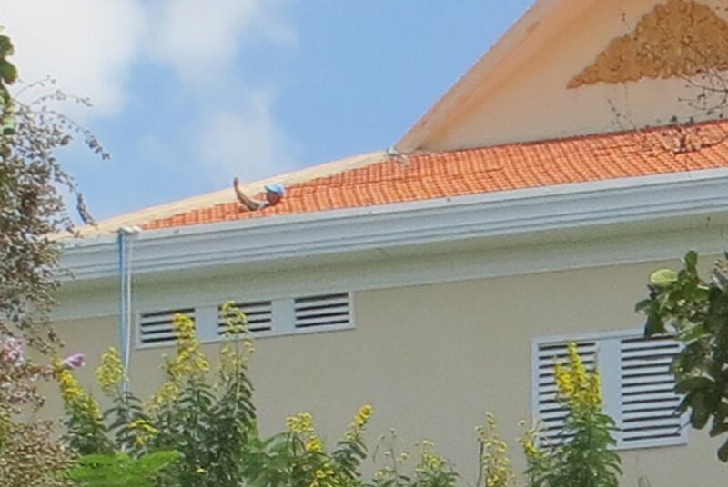 បាតុករភ្ញាក់ផ្អើលមើលមនុស្សហែកដំបូលក្បឿងអគារក្បែរទីលានប្រជាធិបតេយ្យ ថតរូប លោក សម រង្សី កំពុងថ្លែងសារនយោបាយ នៅថ្ងៃទី៧ កញ្ញា ឆ្នាំ២០១៣។