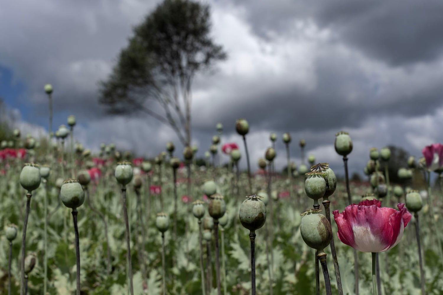 Partially harvested poppy seedpods are seen in southern Shan state, Myanmar, Oct. 29, 2024.