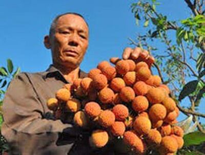 Được mùa nhưng nông dân không phấn khởi lắm. Ảnh tinngan.vn