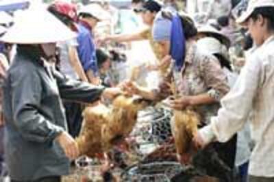 BirdFlu200.jpg
