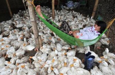 Một em chăn vịt ngủ sau khi cho đàn vịt ăn. AFP