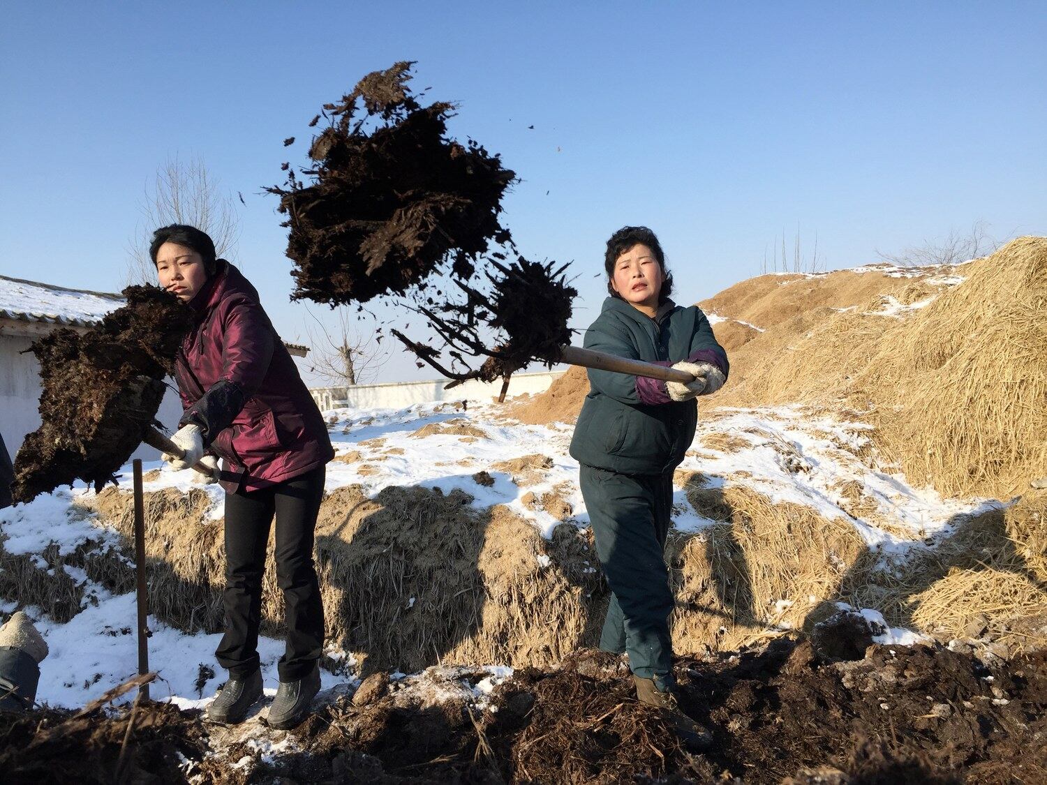 사리원시 인근 미곡협동농장에서 여성 농장원들이 거름을 생산하고 있다.
