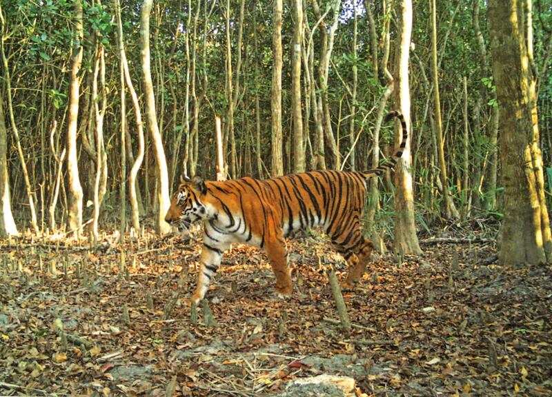 ENG_ENV_BhutanTigerSurvey_07312023.4.jpg