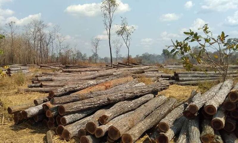 ទិដ្ឋភាព​ឈើ​ឋិត​ក្នុង​ដី​សម្បទាន​សេដ្ឋកិច្ច​ធីង៉ា អភិវឌ្ឍន៍ និង​វិនិយោគ ខេត្ត​ព្រះវិហារ ដែល​សហគមន៍​ប្រទះ​ឃើញ កាល​ពី​ថ្ងៃ​ទី៤ ខែ​កុម្ភៈ ឆ្នាំ​២០២០។