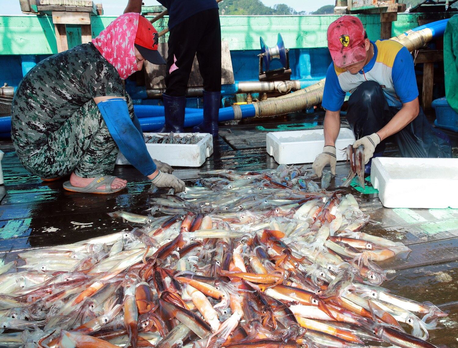 충남 태안군 근흥면 안흥외항 서산수협 안흥위판장에서 어민들이 태안 앞바다에서 잡아 온 오징어를 선별하고 있다.