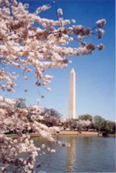 CherryBlossomFlower150.jpg