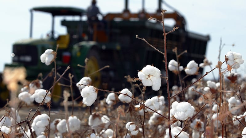新疆是中国棉花生产重地,雪白棉絮藏匿人权剥削和环境戕害的阴影。(美联社)