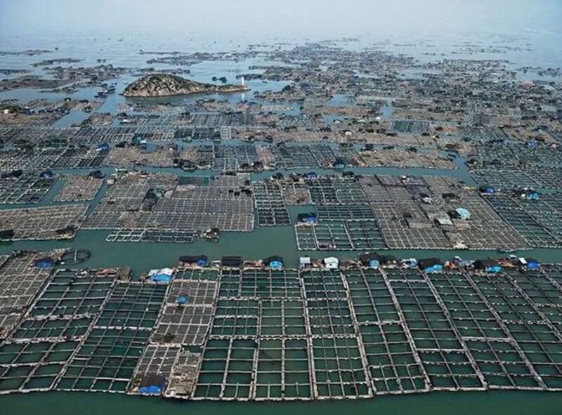 壮观的中国近海养殖鱼排。（Public Domain）