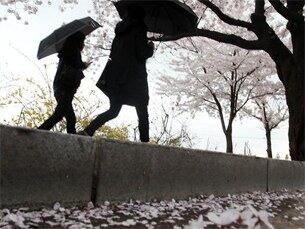 지난 18일 서울 여의도 윤중로에서 우산을 쓴 시민들이 벚꽃을 보며 봄을 만끽하고 있다.