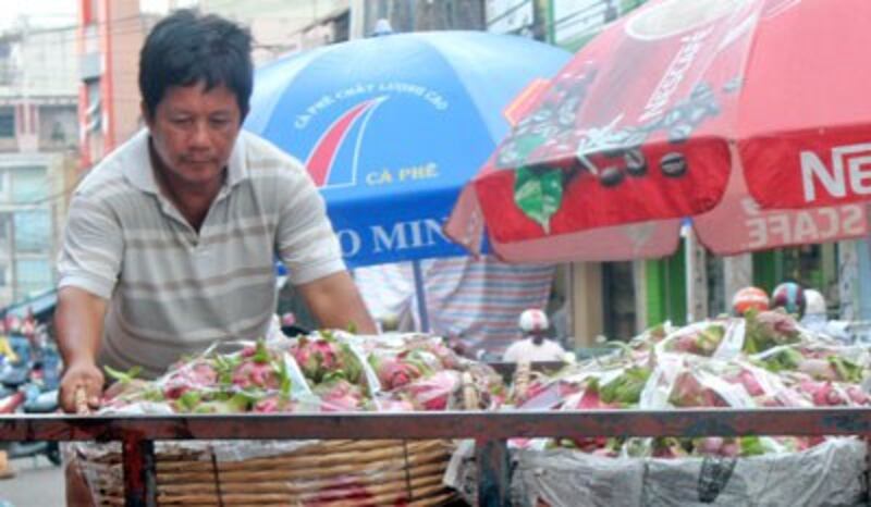 Những giỏ thanh long may mắn được thương lái mua. RFA