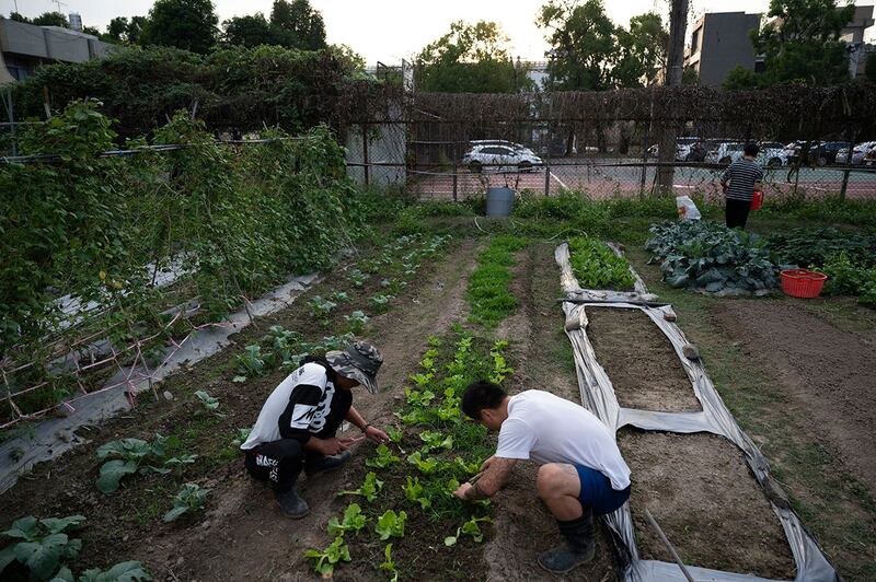 茄荖山庄住民于每天清晨、傍晚时都会参与农务工作。思考如何把菜种好,也是培养生活现实感的治疗环节之一。(摄影/杨子磊)