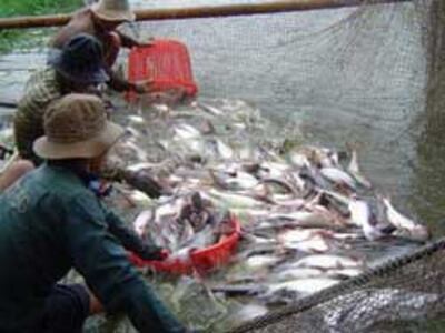 Thu hoạch cá basa ở ĐBSCL. Photo courtesy of agro.com.vn