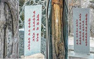 사진은 노동당 기관지 노동신문이 마두산 지역에서 '발굴'했다고 소개한 '백두산 3대 장군'(김일성ㆍ김정숙ㆍ김정일) 찬양 구호나무들.