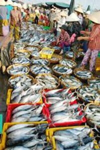 Chợ cá (ảnh minh họa)