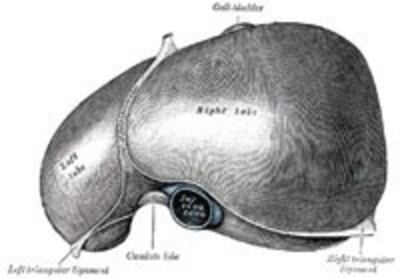 GanLiver200.jpg