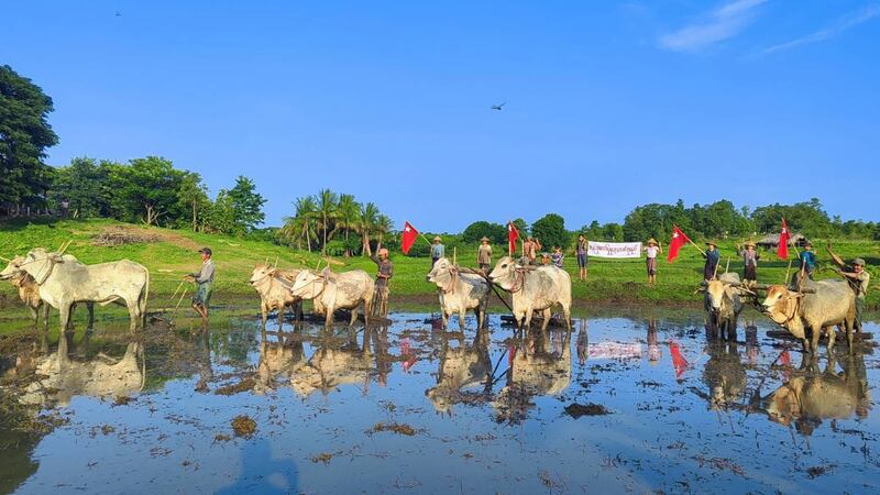 စစ်အာဏာရှင်ဆန့်ကျင်ရေး ခင်ဦးမြို့နယ်တွင် ၂၀၂၃ ခုနှစ် သြဂုတ်လ ၂၉ ရက်နေ့က တောင်သူများ ထွန်တုံးတိုက်ပွဲနှင့် ဆန္ဒပြခဲ့ကြစဉ်။ (ဓာတ်ပုံ - ခင်ဦးမြို့နယ် သတင်းမှန်ပြန်ကြားရေး)