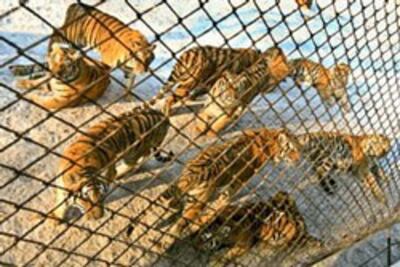 siberian-tigers-250.jpg