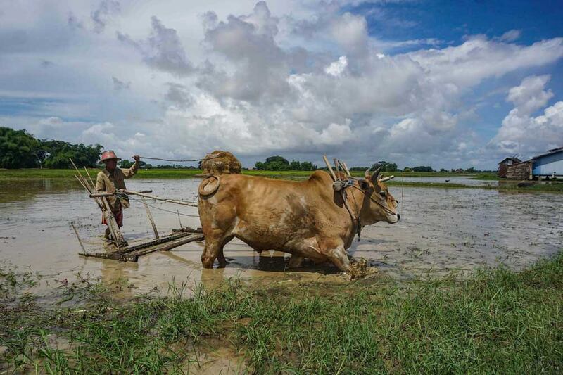 However, in some cases, oxen are still used. Myo Min Soe/RFA