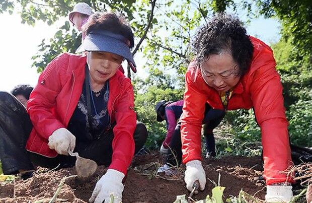 지난 2013년 인천시 강화군 송해면 화문석마을에서 열린 농촌사랑지도자연수원 주최 '고향을 생각하는 주부들의 모임 농촌체험'행사에서 전북에서 온 주부들이 고구마 캐기 체험을 하고 있다. 