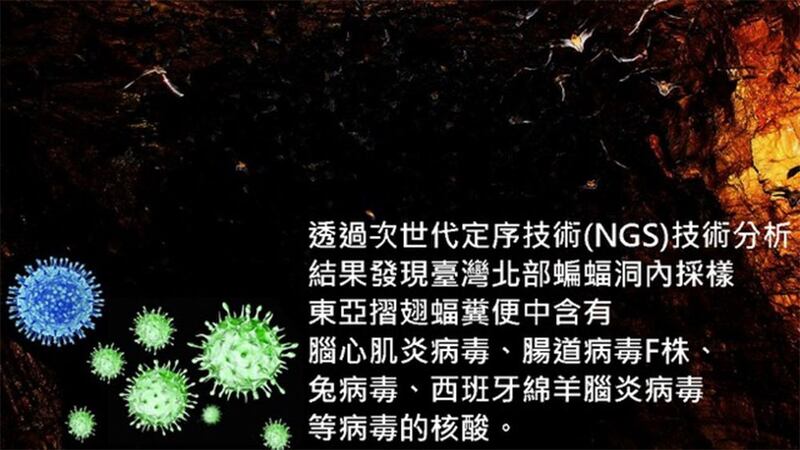 吴忠信所研究，脑心肌炎病毒可能源自生活在东亚国家的东亚折翅蝠。(吴忠信提供)