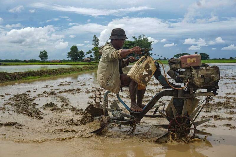 In the past, only cattle were used for plowing, but many have been replaced with small tractors. Myo Min Soe/RFA