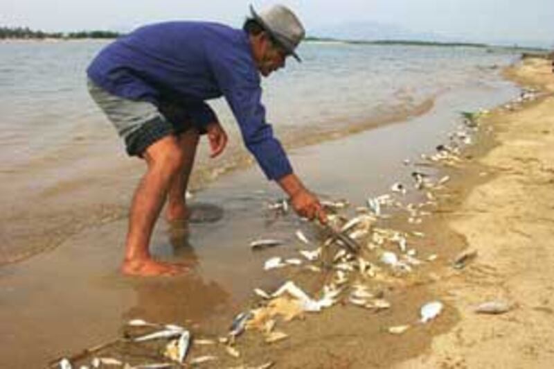 Cá chết nằm đầy bờ sông Trà Khúc, đoạn qua Tịnh Long - Quảng Ngãi hồi tháng 5 năm 2010. Photo courtesy of quangngai.com.vn
