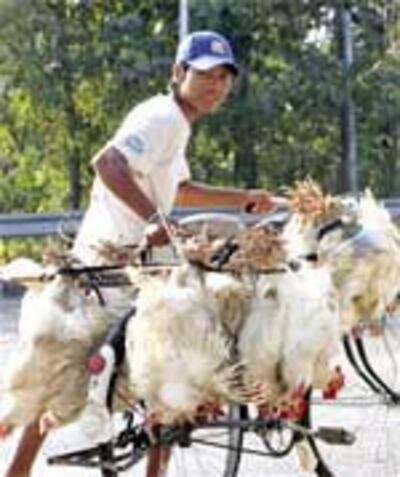 BirdFlu150.jpg