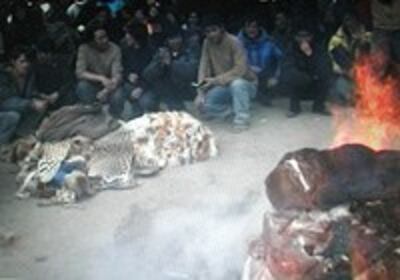 TibetFur200.jpg