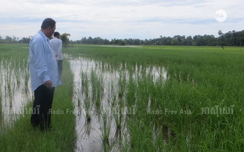អនុប្រធាន​ការិយាល័យ​ក្សេត្រសាស្ត្រ និង​ផលិតភាព​កសិកម្ម លោក លាង ដេត ចុះ​ពិនិត្យ​សន្ទូង​របស់​កសិករ​នៅ​ឃុំ​អភិវឌ្ឍន៍ ស្រុក​ទឹកផុស ខេត្ត​កំពង់ឆ្នាំង ថ្ងៃ​ទី​១៣ ខែ​កក្កដា ឆ្នាំ​២០១៧។ 