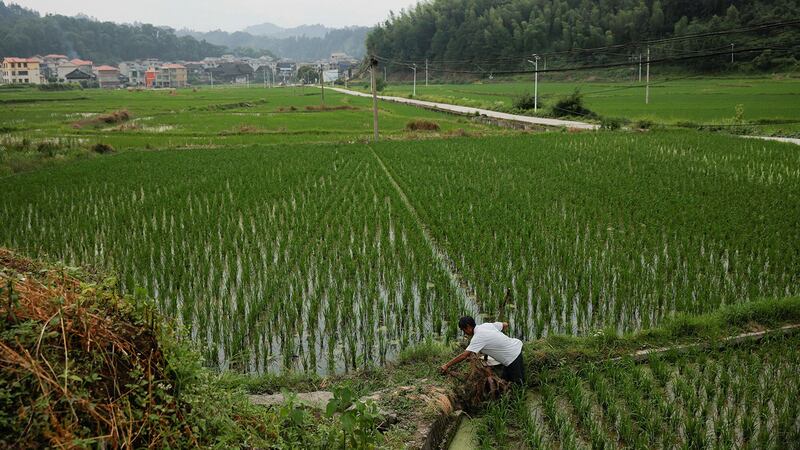 2021 年 6 月 11 日，贵州省黎平县阳朝村，一位农民正在耕作他的稻田。（路透社）
