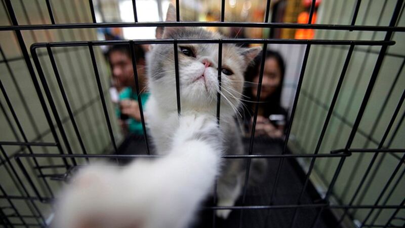 中国市场上等待出售的一只宠物猫(路透社图片)