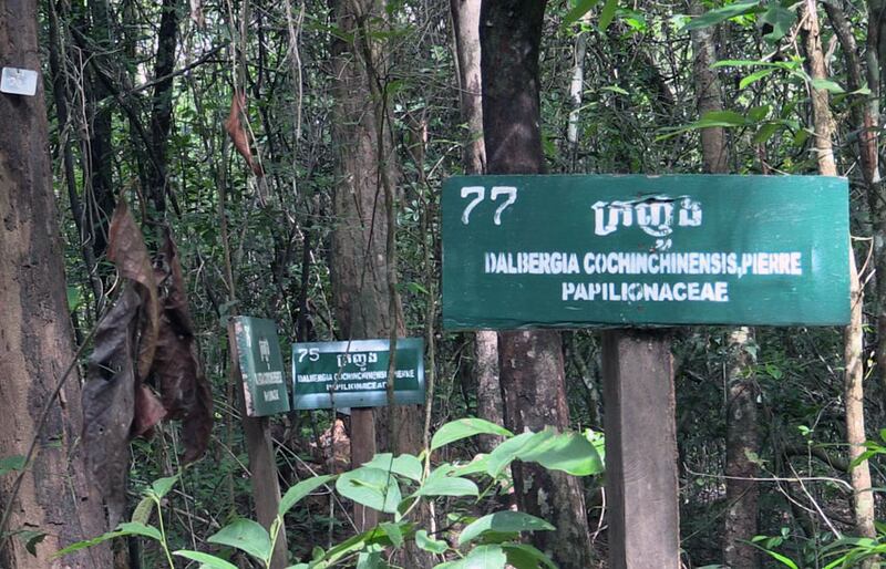 ដើមគ្រញូងនៅក្នុងចម្ការអភិរក្សដោយសង្កាត់រដ្ឋបាលព្រៃឈើកន្ទួតខ្នាក្រៅ នាស្រុកបន្ទាយស្រី ខេត្តសៀមរាប។ រូបថតថ្ងៃទី៦ សីហា ឆ្នាំ២០១៦