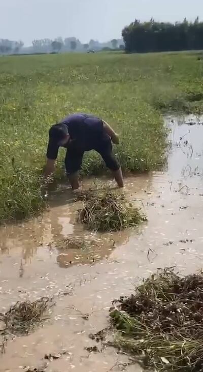 河南村民在收花生，不過從截圖可見，農田仍被水淹著。（微博圖片）