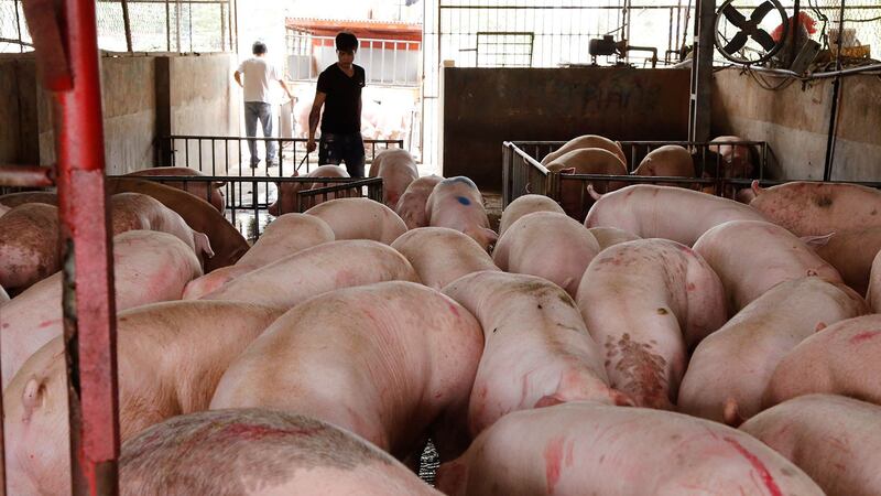 报道称「炒猪团」为了低价购得猪肉，他们千方百计制造疫情、散播疫情谣言。（资料图/美联社）