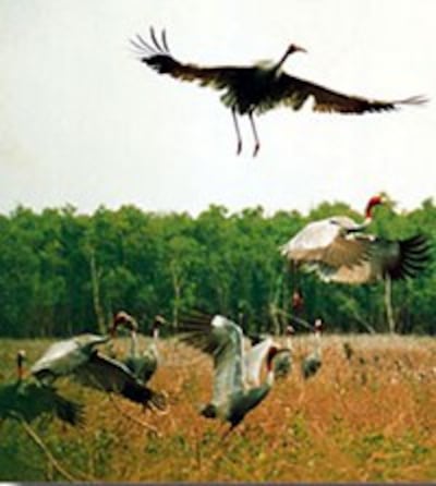 TramChim_VietnamNet_MinhLOc_200.jpg