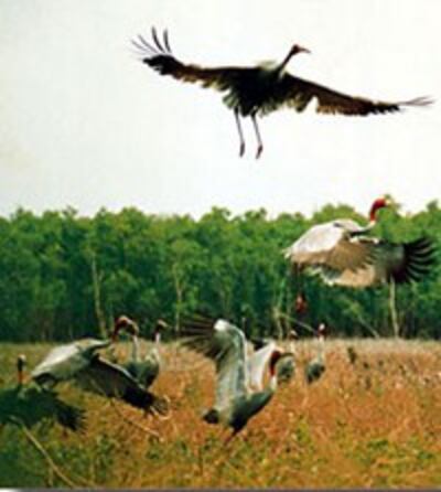 TramChim_VietnamNet_MinhLOc_200.jpg