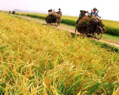 canh-dong-lua-laodong.com.jpg